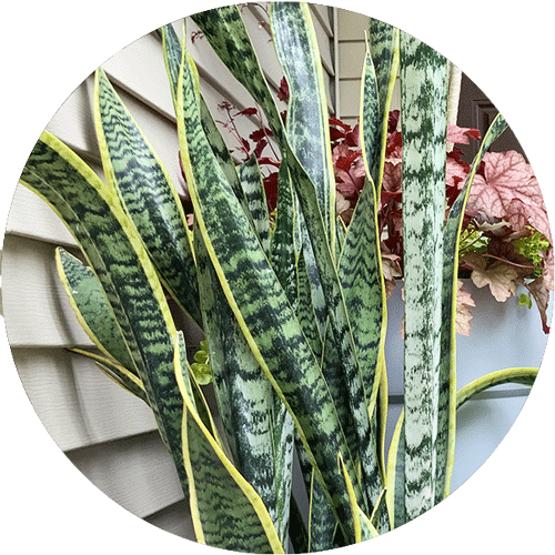 A large Snake Plant with yellow-lined green leaves.